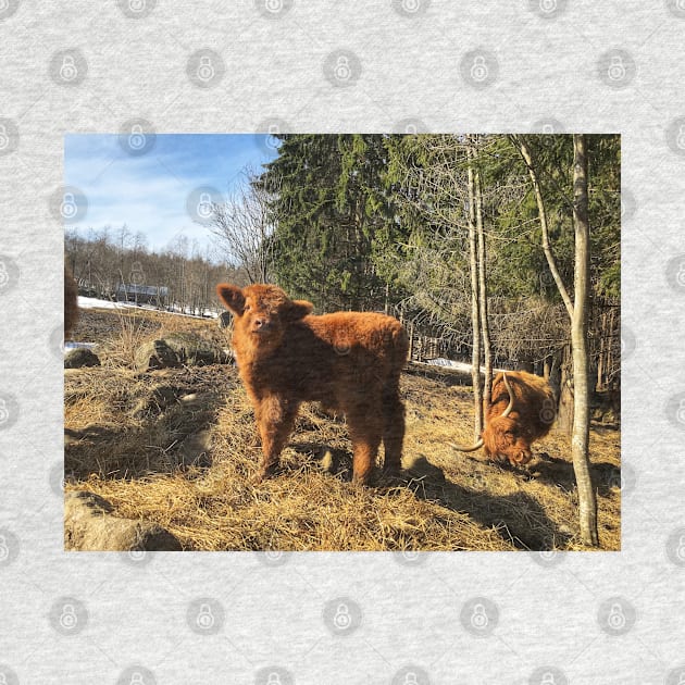 Scottish Highland Cattle Cow and Calf 1742 by SaarelaHighland